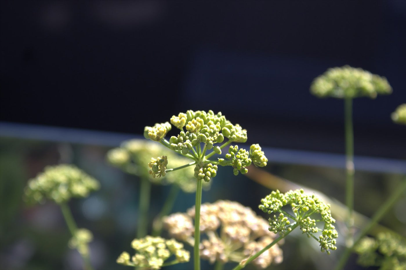White umbel flowers in a field