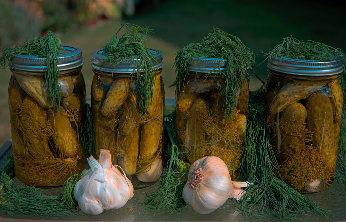Jars of pickled gherkins with dill and garlic